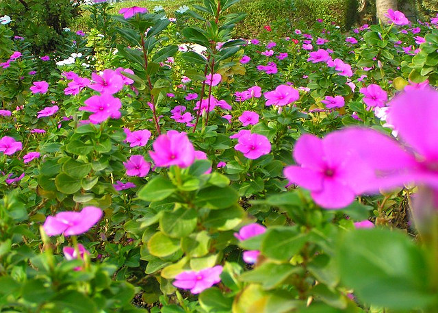 راهنمای نگهداری و پرورش گل و گیاهان زینتی - گل پریوش